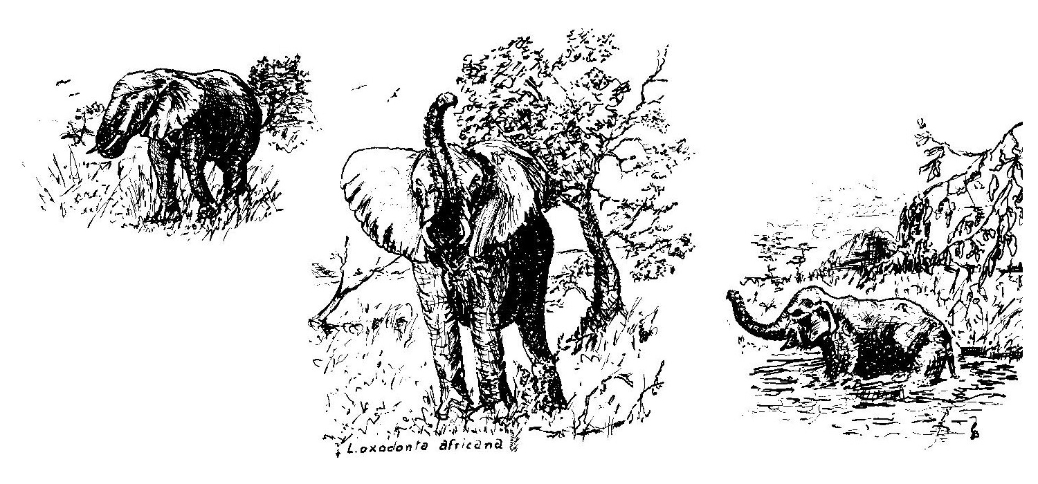 Skizze Elefant